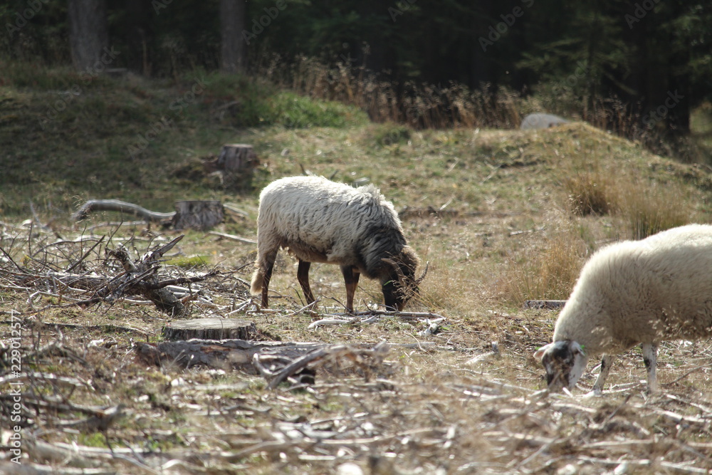 Sheep Sheep