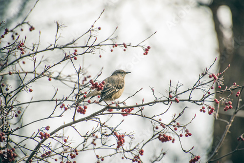 Mockingbird guards berries on a native chokeberry bush in the winter. Christmas or holiday card. Room for text. 