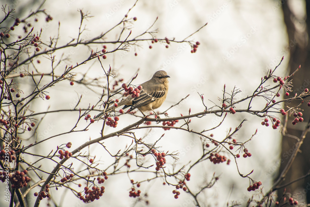 Mockingbird guards berries on a native chokeberry bush in the winter. Christmas or holiday card. Room for text. 