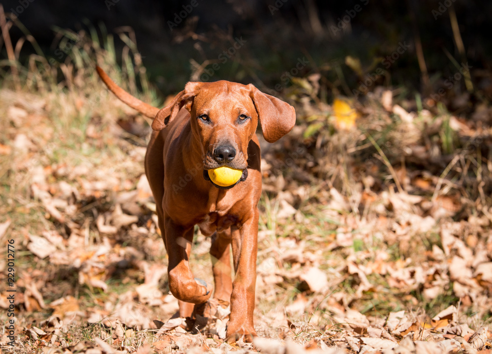 Rhodesian Ridgeback, Welpe