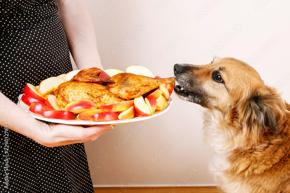 Dog chicken stock hot sale