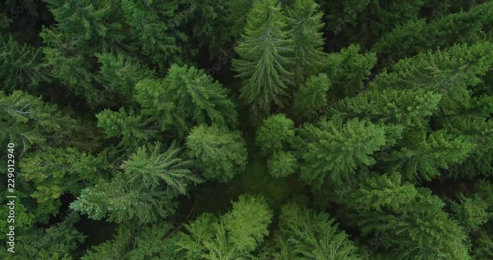 4k aerial photo of spruce tree forest in late summer  - environment conceptual