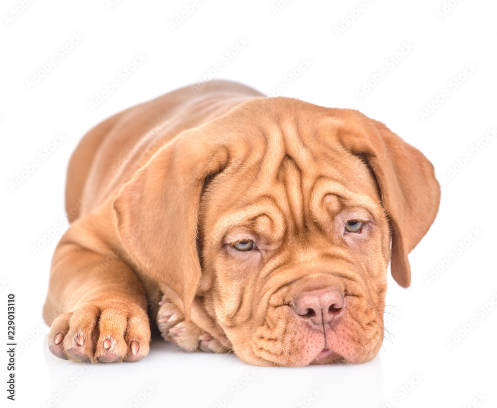Sad Bordeaux puppy dog. isolated on white background