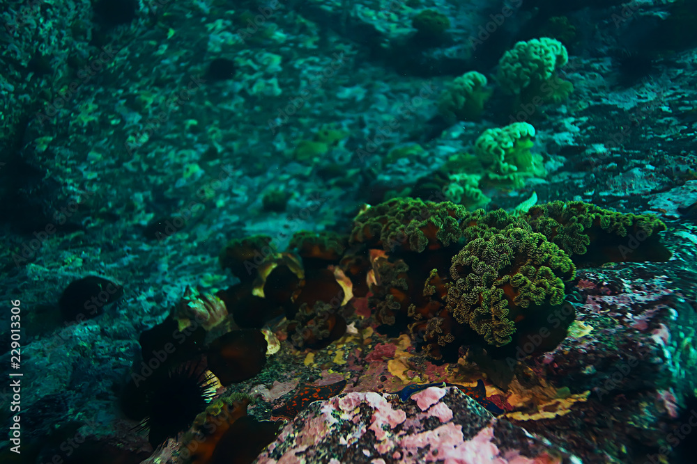 Naklejka premium colony of sea anemones under water corals