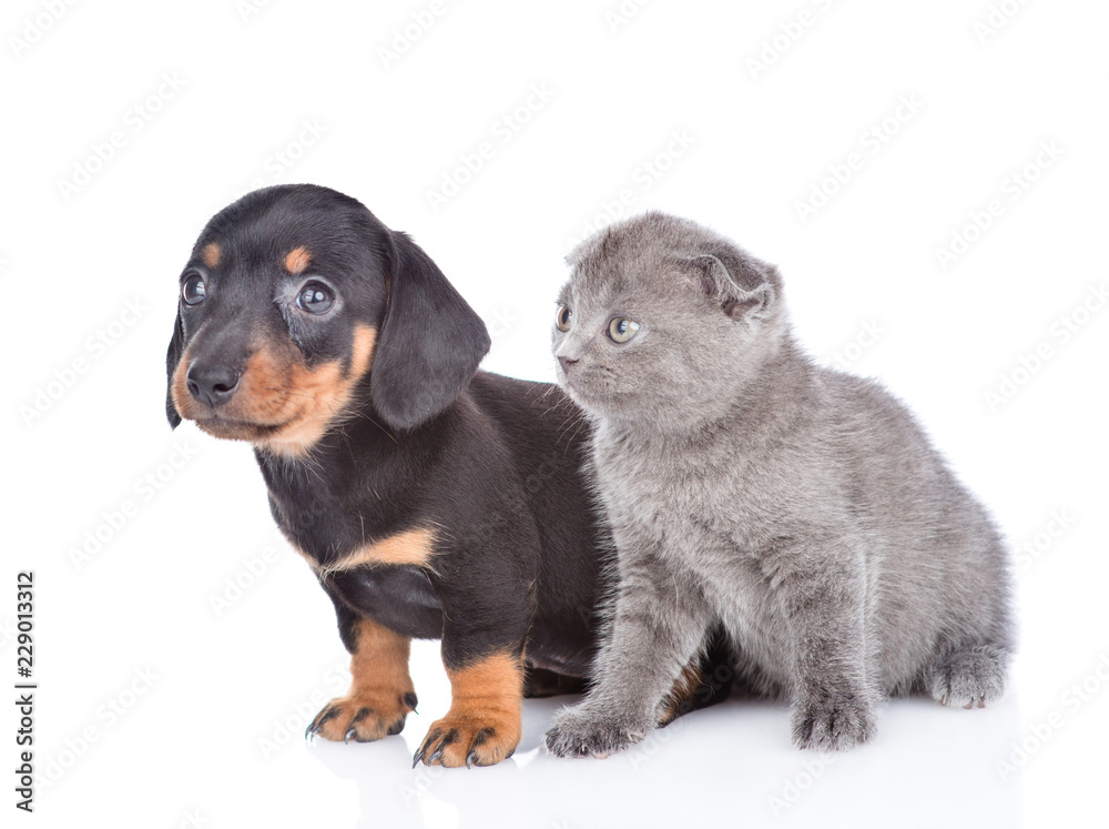 Dachshund puppy and scottish kitten standing together in profile. isolated on white background Dachshund puppy and scottish kitten standing together in profile. isolated on white background