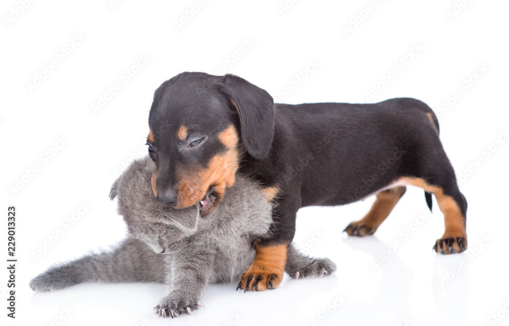 dachshund puppy playing with kitten. isolated on white background dachshund puppy playing with kitten. isolated on white background