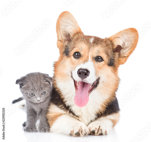 Happy corgi puppy with open mouth lying with tiny kitten. Isolated on white background