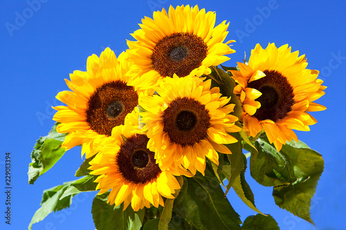Fototapeta Naklejka Na Ścianę i Meble -  Five Bright Sunflowers against blue sky, landscape orientation