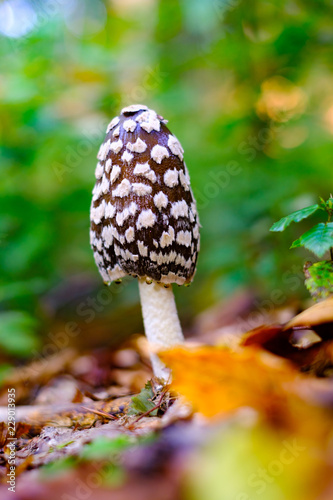 Wild black amanita or agaric poisonous mushroom in autumn forest closeup