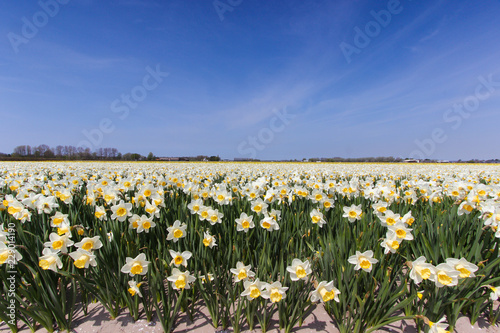 Narcisus fields in Keukenhof, The Netherlands