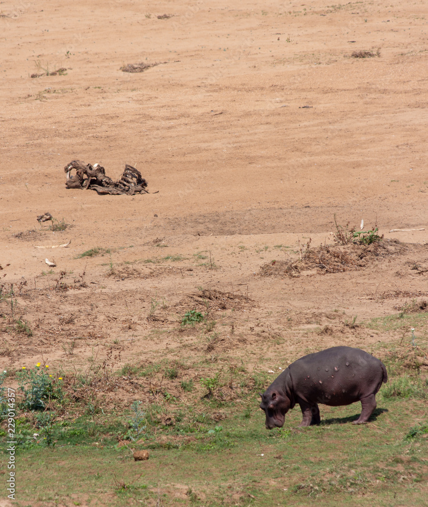 Hippopotamus grazing in dry river bed near dead hippo Hippopotamus grazing in dry river bed near dead hippo