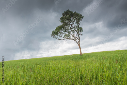 A natural green grass and tree texture background.