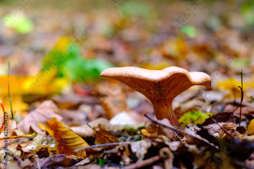 Wild brown mushrooms in autumn forest closeup