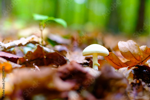 Small white wild mushrooms in autumn forest closeup