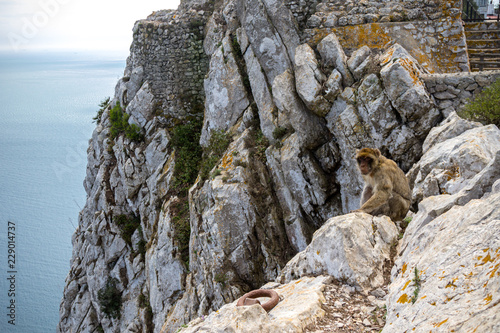 The famous apes of Gibraltar