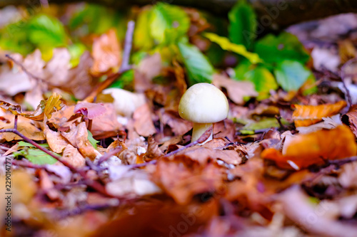 Small white wild mushrooms in autumn forest closeup