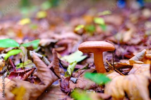 Wild brown mushrooms in autumn forest closeup