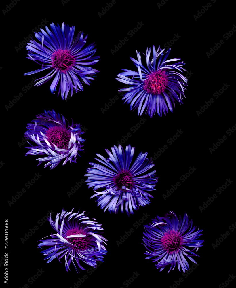 Isolated Bright flowers on a black background. Isolated Bright flowers on a black background.