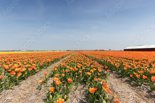 Orange tulip fields in Keukenhof, The Netherlands