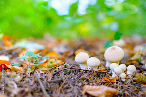 Small white wild mushrooms in autumn forest closeup
