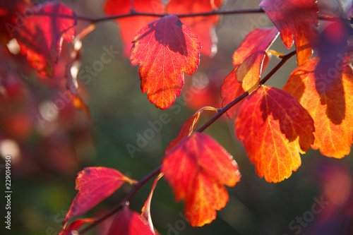 Floral wallpaper of bright colored autumn leaves on a sunny day.