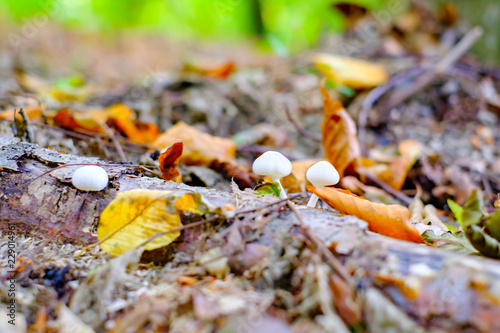 Small white wild mushrooms in autumn forest closeup