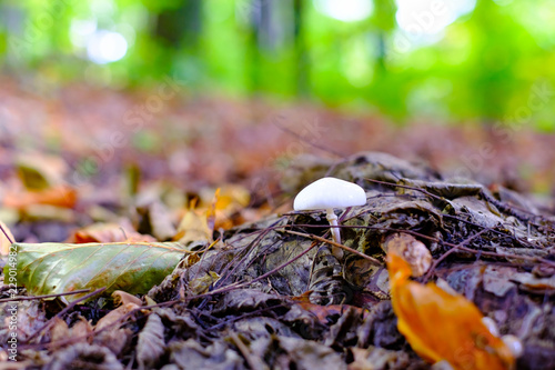 Small white wild mushrooms in autumn forest closeup