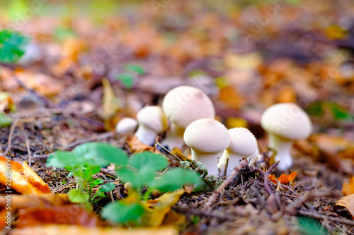Small white wild mushrooms in autumn forest closeup