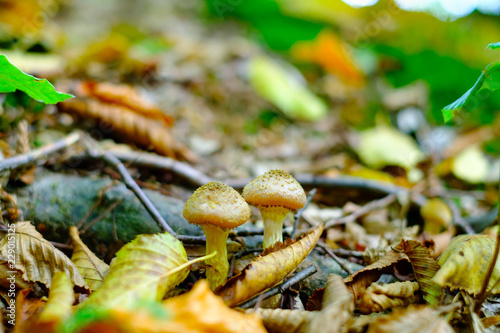 Wild brown mushrooms in autumn forest closeup