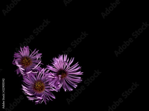 Isolated Bright flowers on a black background.