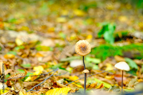 Wild brown mushrooms in autumn forest closeup