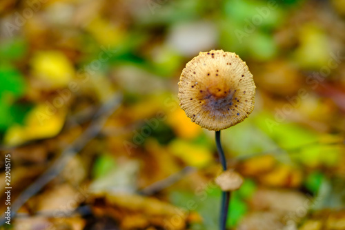 Wild brown mushrooms in autumn forest closeup