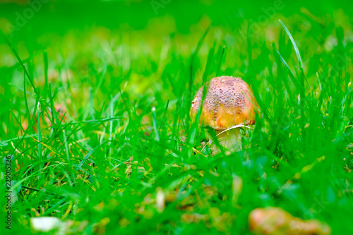 Wild brown mushrooms in autumn forest closeup
