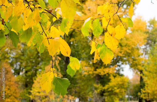  Beautiful autumn yellow foliage of birch