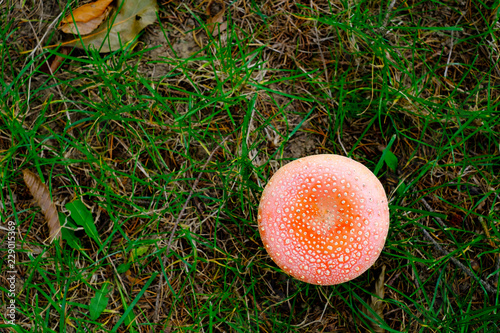 Wild red amanita or agaric poisonous mushroom top view in autumn forest closeup