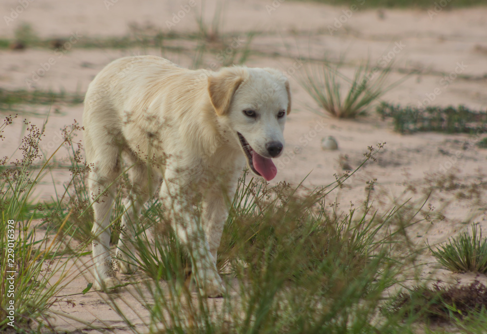 White puppies