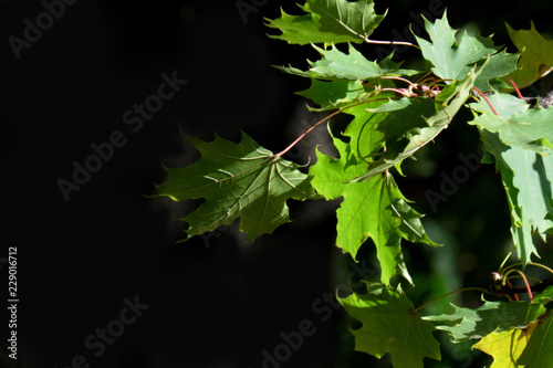 green leaves of a tree