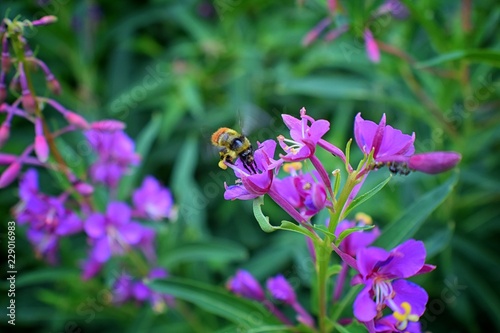 Bumble bee (Bombus huntii, Hymenoptera, Apidae, Bombinae) collecting pollen and nectar from wild flowers along hiking trails to Doughnut Falls in Big Cottonwood Canyon, in the Wasatch front Rocky Moun photo