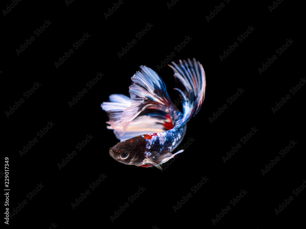 Fighting fish on black background 1 Fighting fish on black background 1
