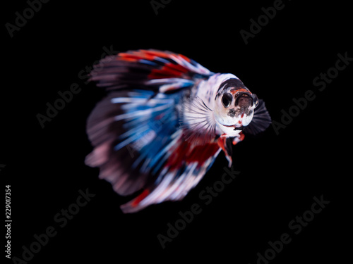 Fighting fish on black background 4