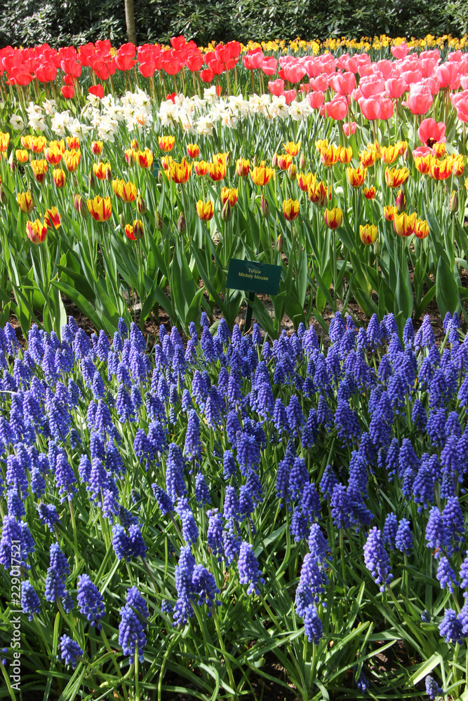 Multicolors flowerbeds in the Keukenhof parc, The Netherlands