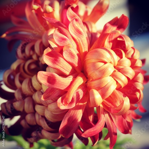 red flower of dahlia on a background