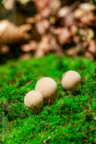 Lycoperdon - a genus of puffball mushrooms.