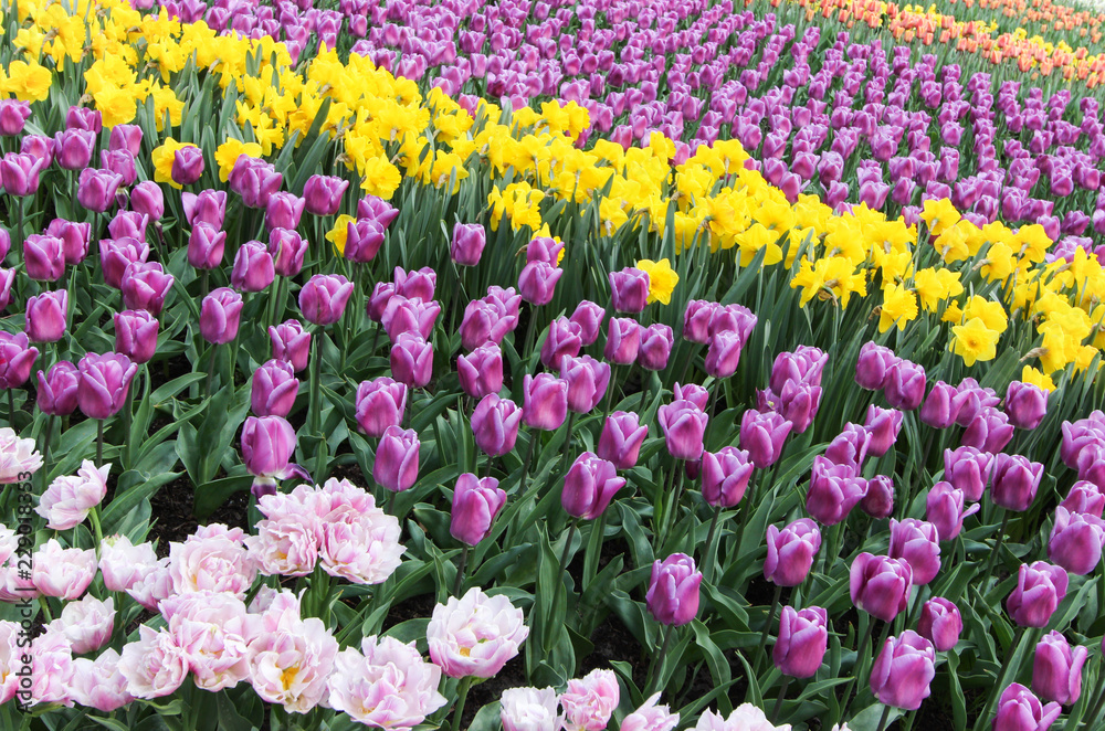 Multicolors flowerbeds in the Keukenhof parc, The Netherlands Multicolors flowerbeds in the Keukenhof parc, The Netherlands