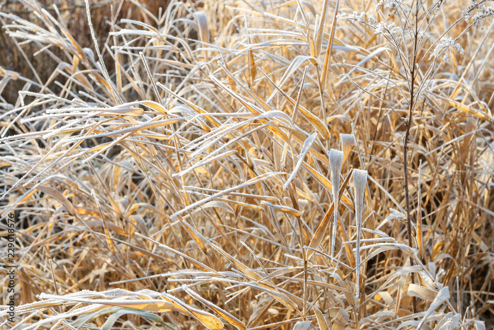 Fototapeta premium Foggy landscape. Garden in morning october mist.