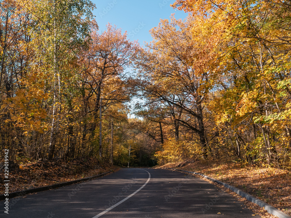 Fototapeta premium Empty asphalt road among autumn forest with yellow foliage, seasonal journey or travel