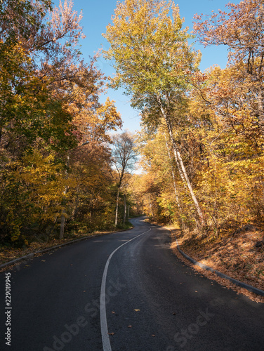 Empty asphalt road among autumn forest with yellow foliage, seasonal journey or travel
