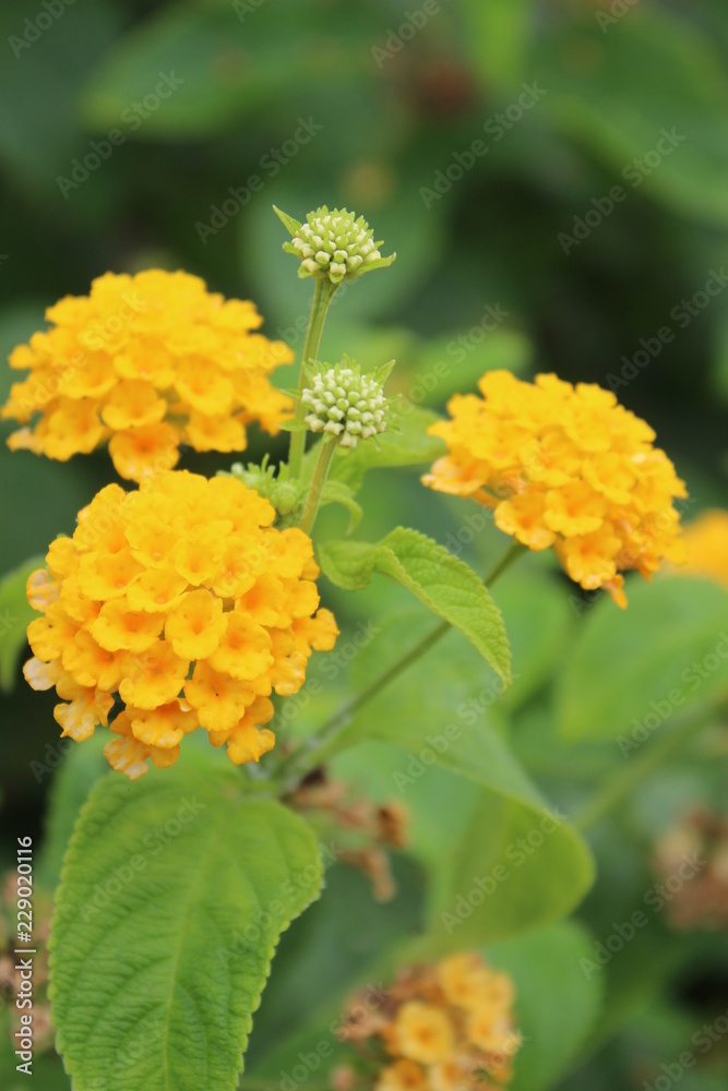 yellow flowers in garden yellow flowers in garden