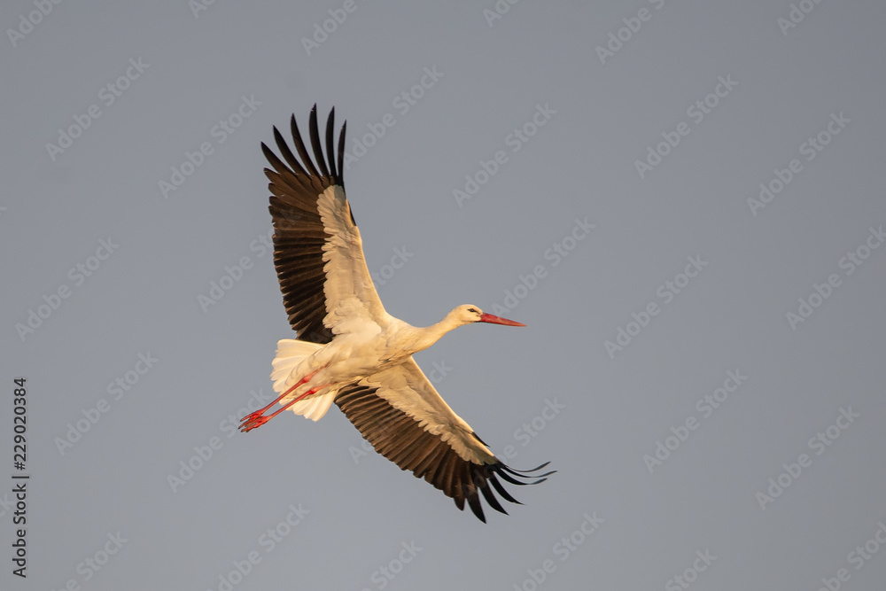 Naklejka premium stork in flight