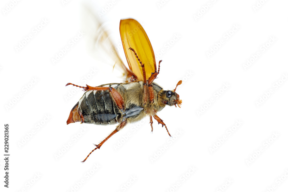Ταπετσαρία Flying cockchafer (Melolontha melolontha) isolated on white background - view fr